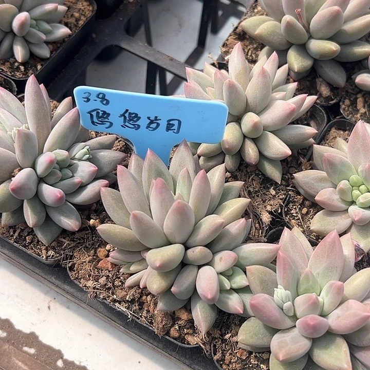 悠**月水晶球多肉植物