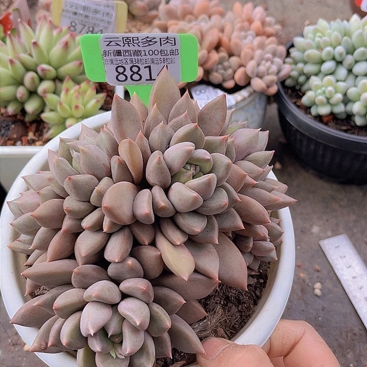 8814红象牙。            