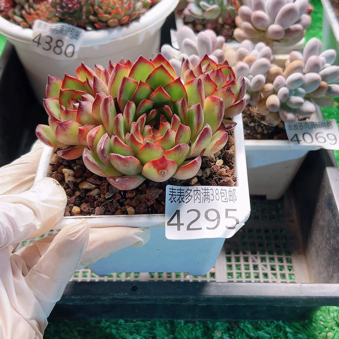 无花朵多肉一物一拍植物4295