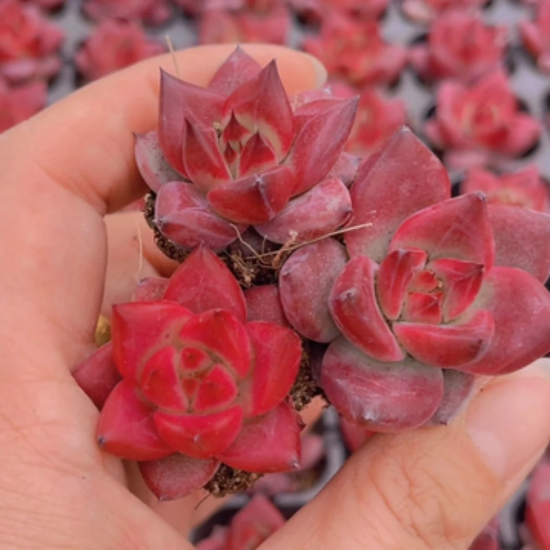 【满9.9包邮】穴盘红檀3颗3-4cm多肉植物以直播间展示为主