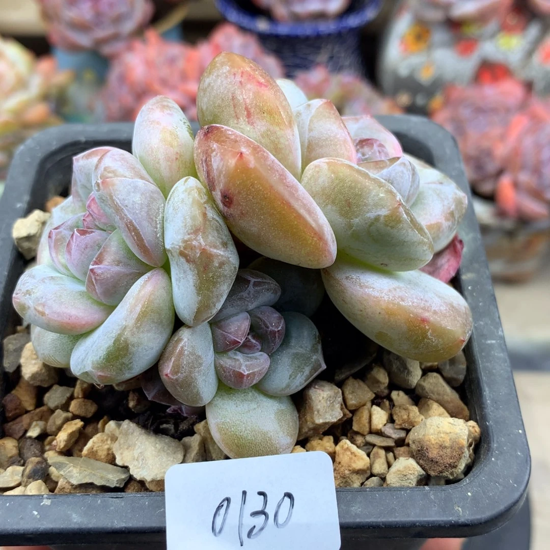 绿底紫心130/7.5cm2头带崽