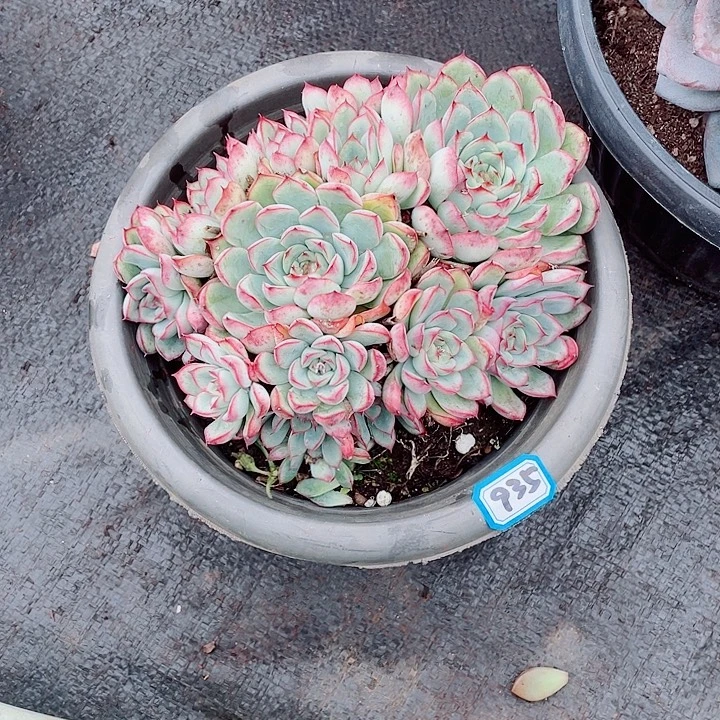 935荷花 一物一拍多肉