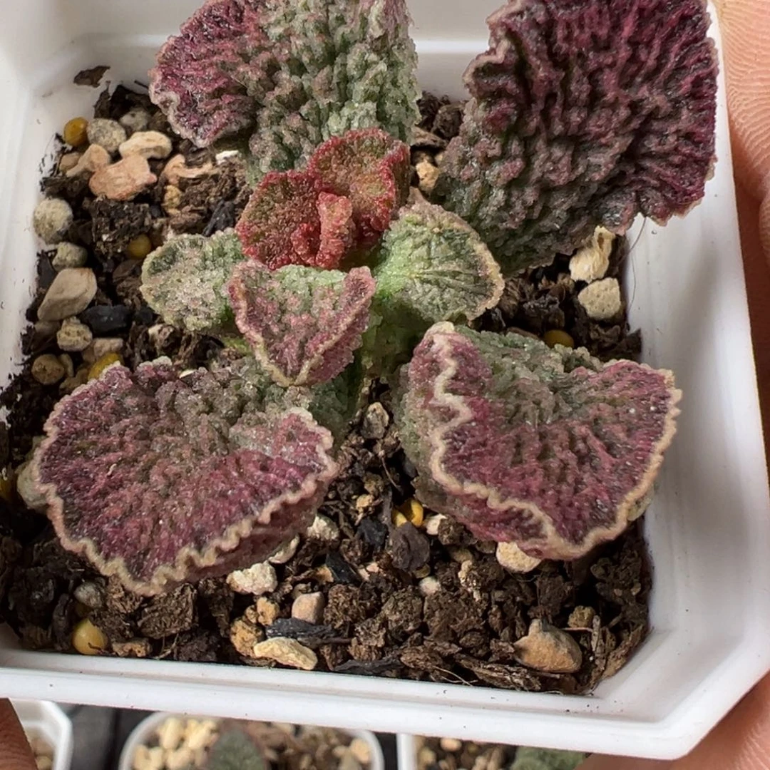 红玫瑰老桩多肉植物水泡