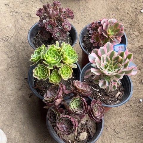 797多肉植物组合，