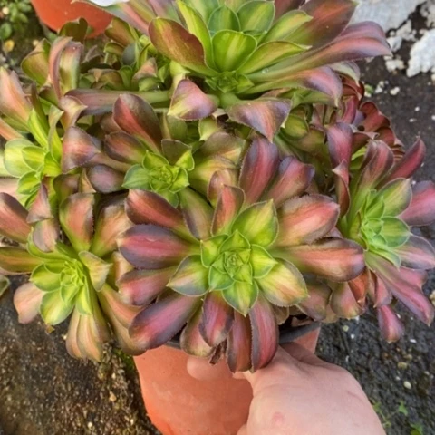 184韶华满25包邮多肉