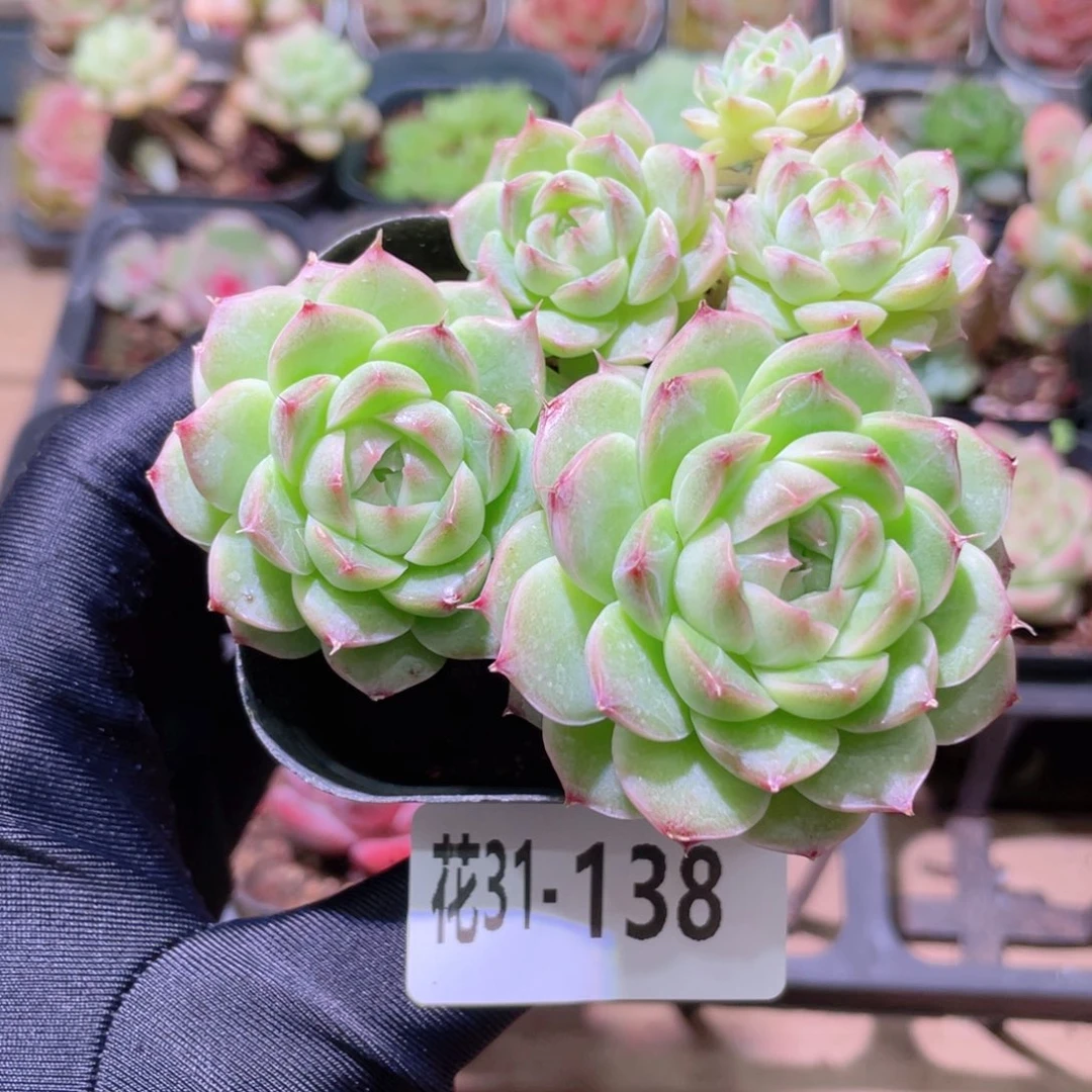 花利美31-138麦秆群