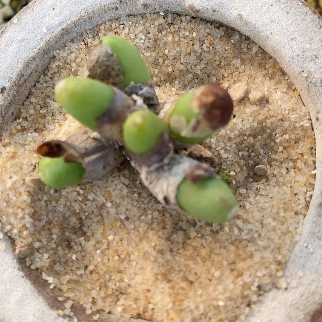 27130马奶葡萄一群。