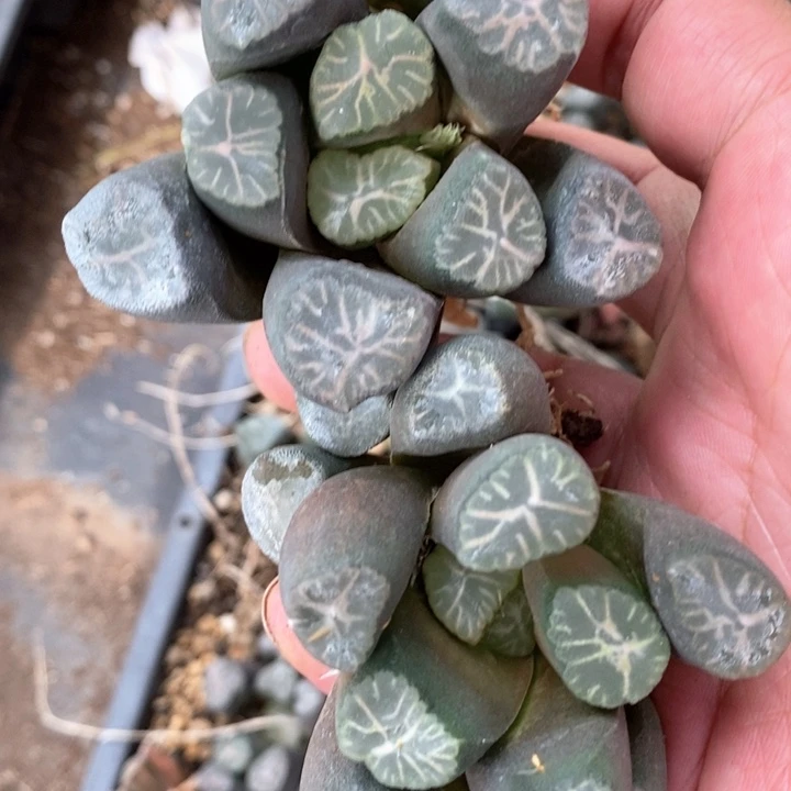 1704 一颗大雪葵万象 挑大的发货 炸弹福利