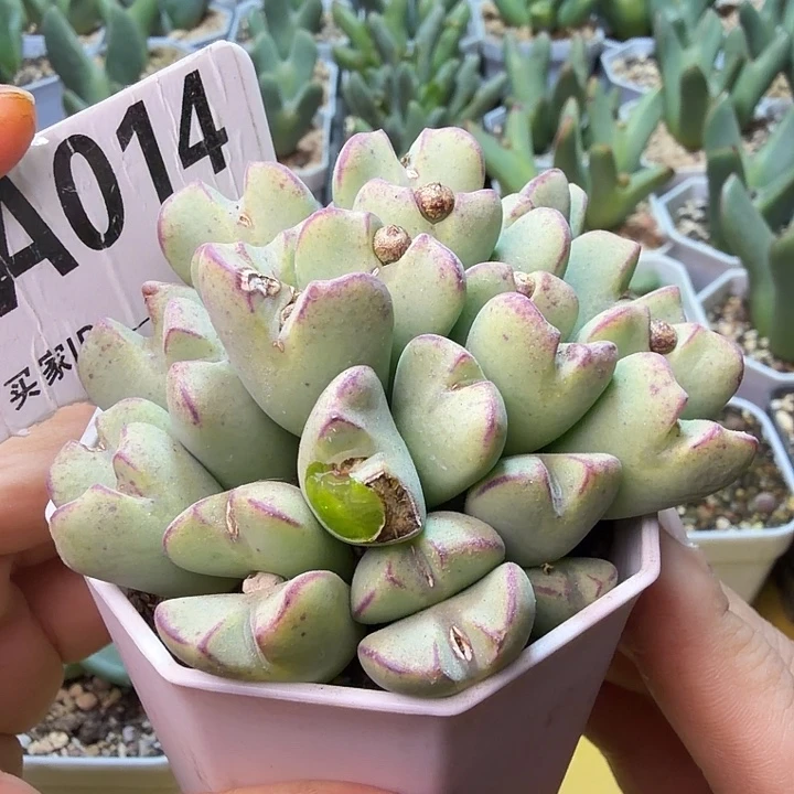 014。满38包邮肉锥