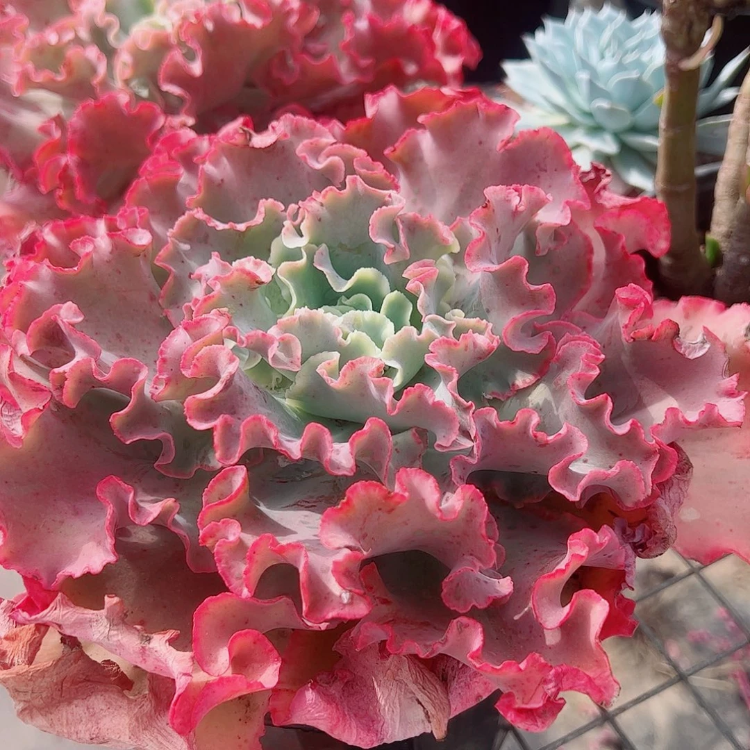 高沙之翁特大大单头