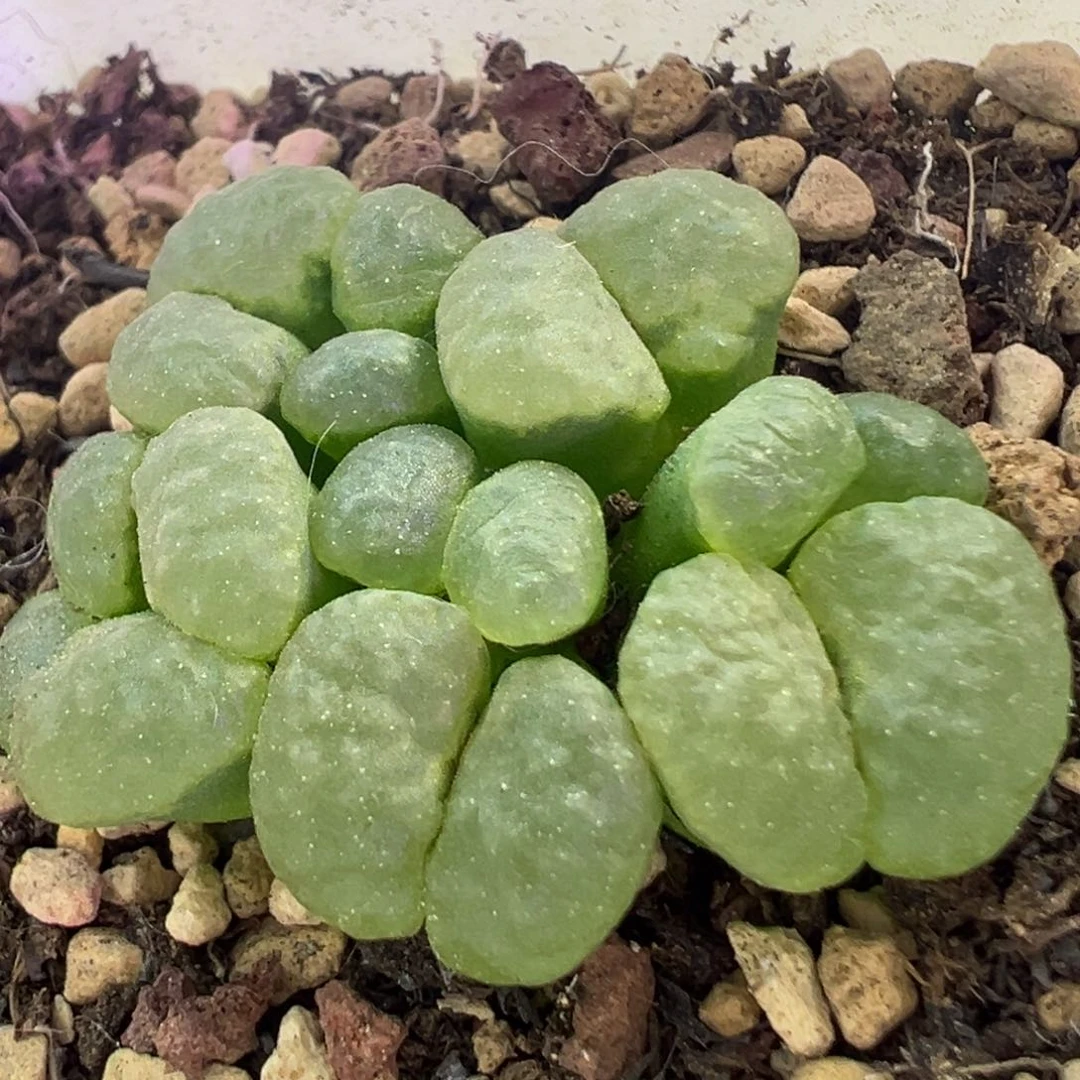 星空窗磁铁 肉锥植物