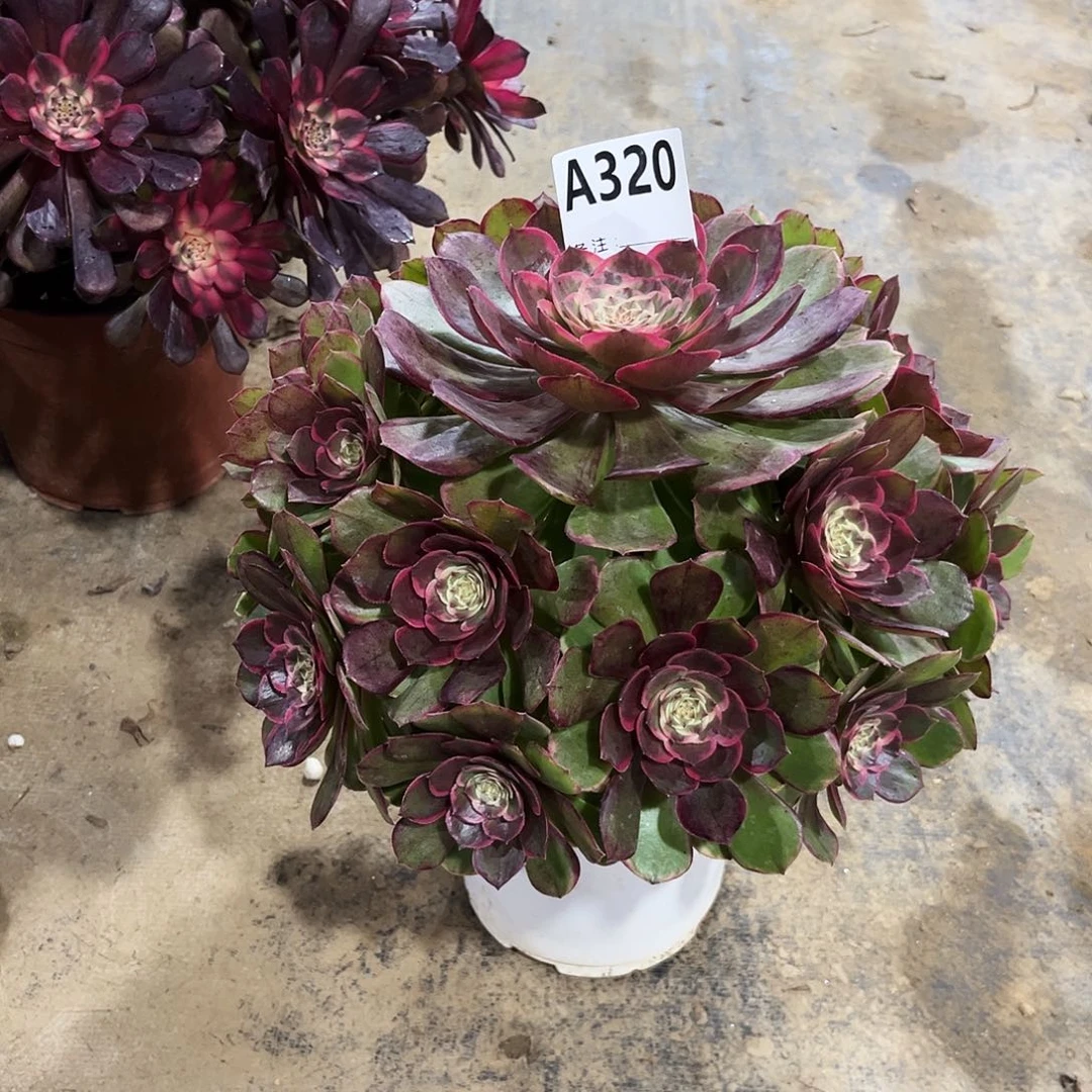 多肉植物粉花妖320多肉