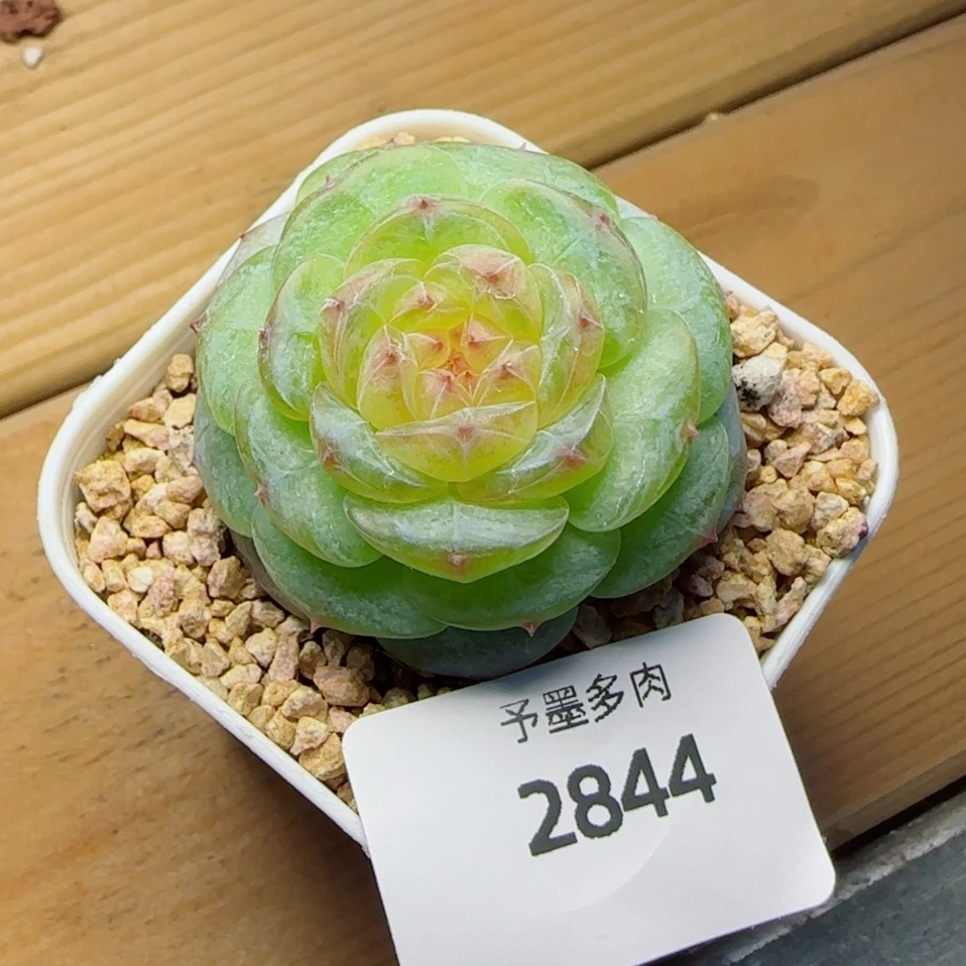 玻璃心珍妮，2844多肉植物