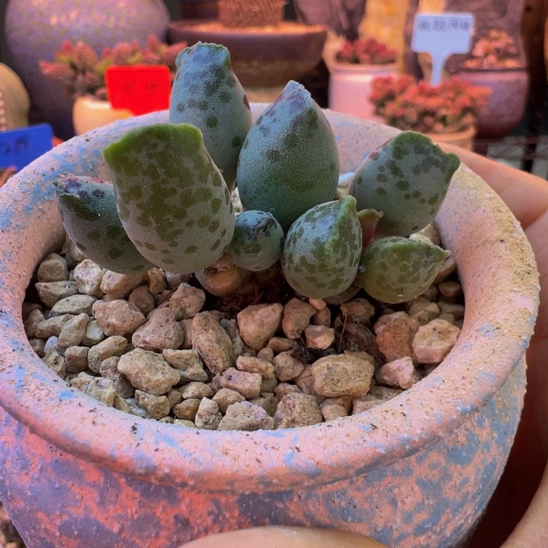 一组自拍，带盆发货