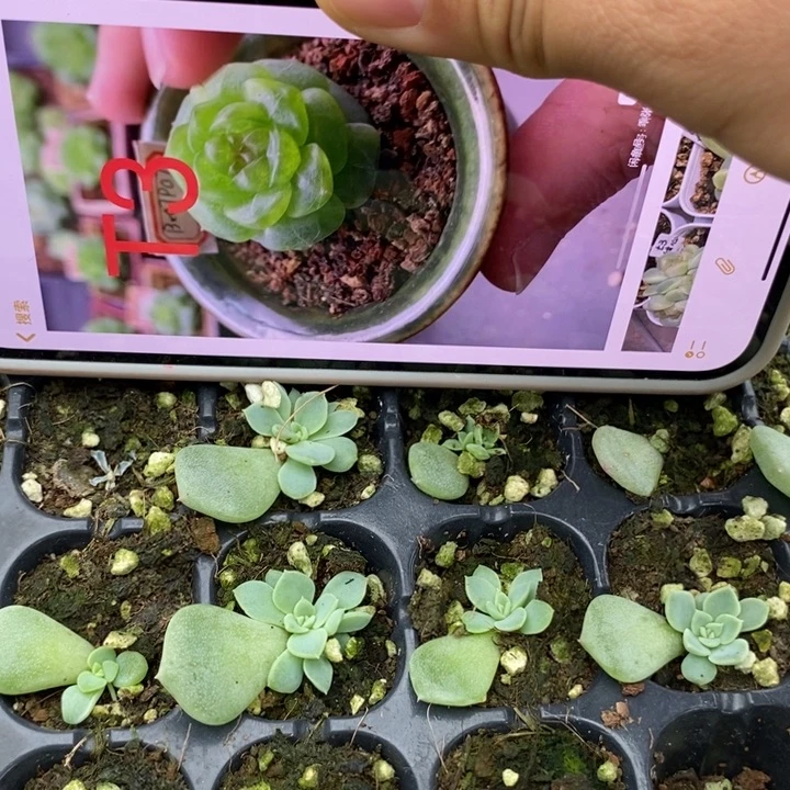 甜心t3芽苗一个多肉