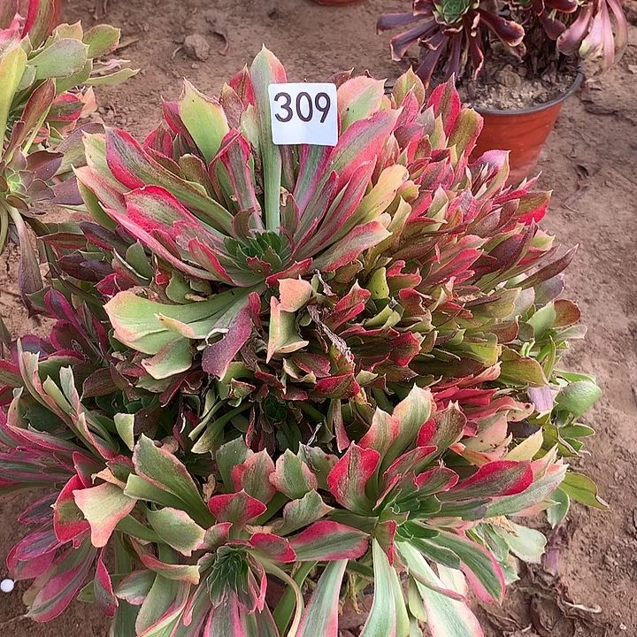 无花朵309光辉七彩南