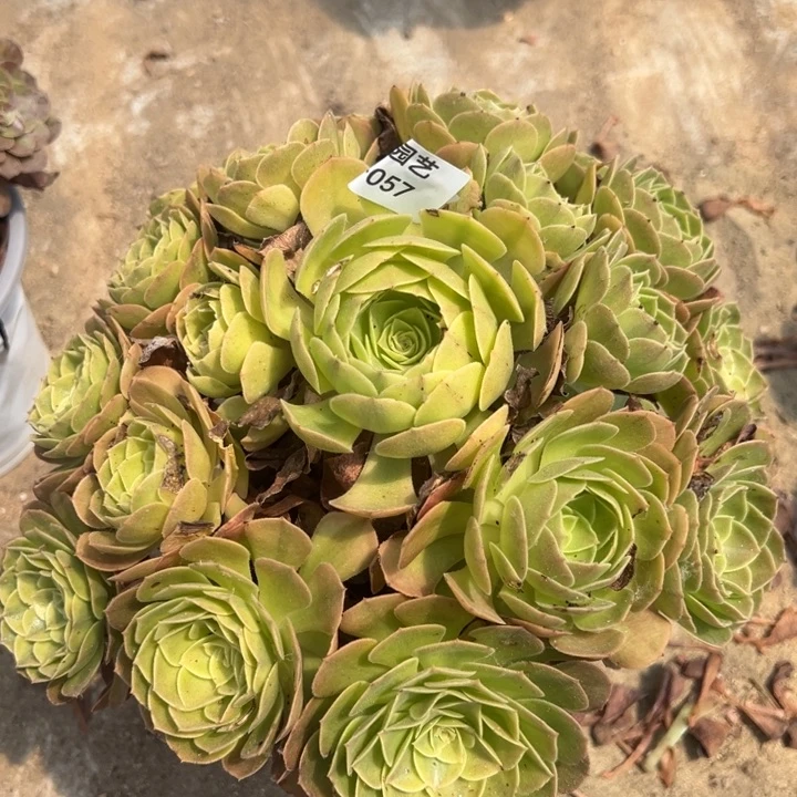 雨荷大手捧多肉植物057