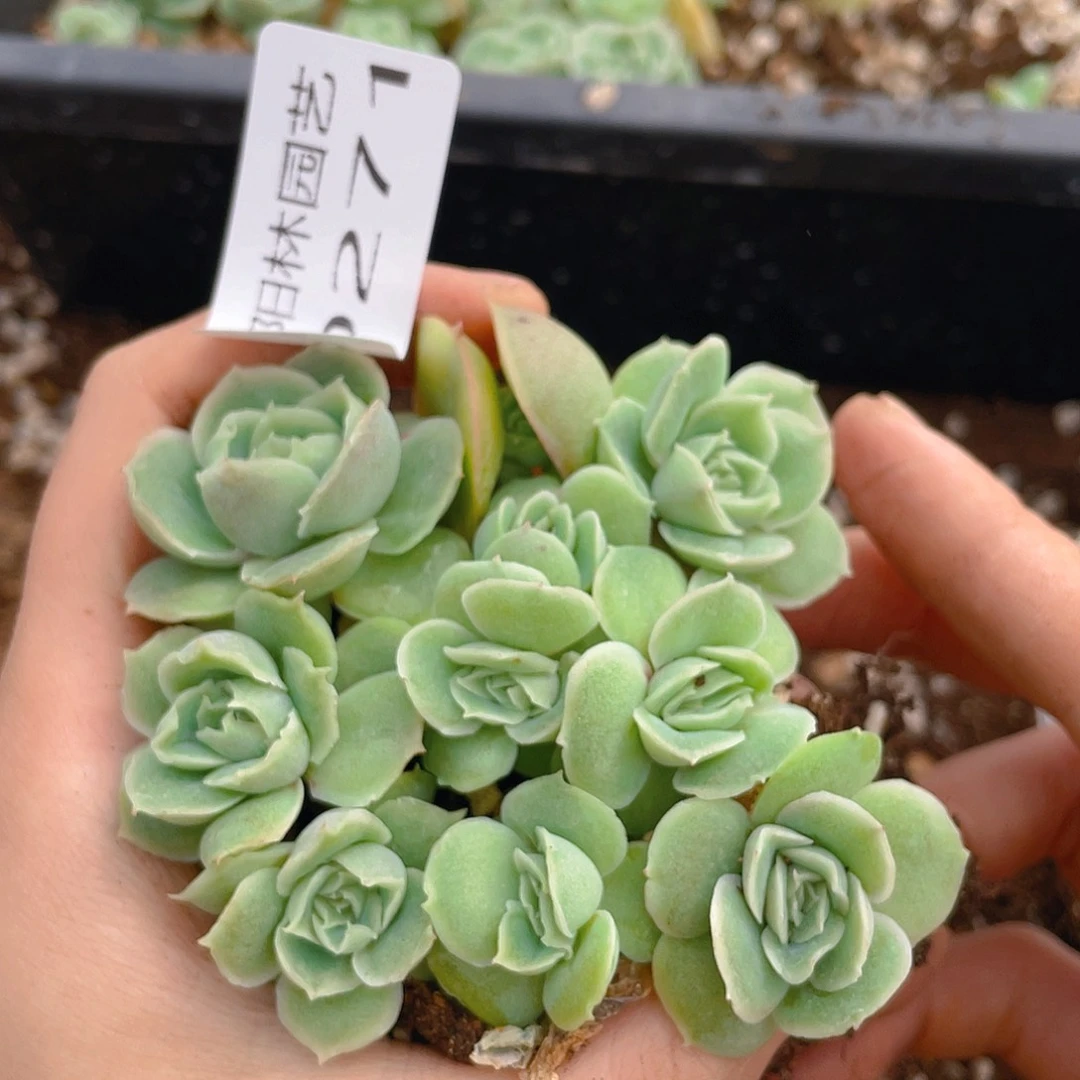 多肉植物多肉植物271