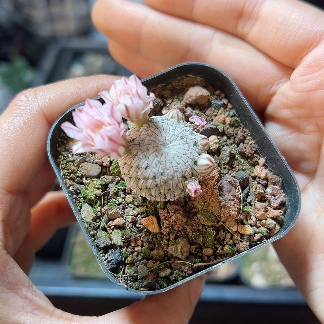 实生白蝎子1.8公分