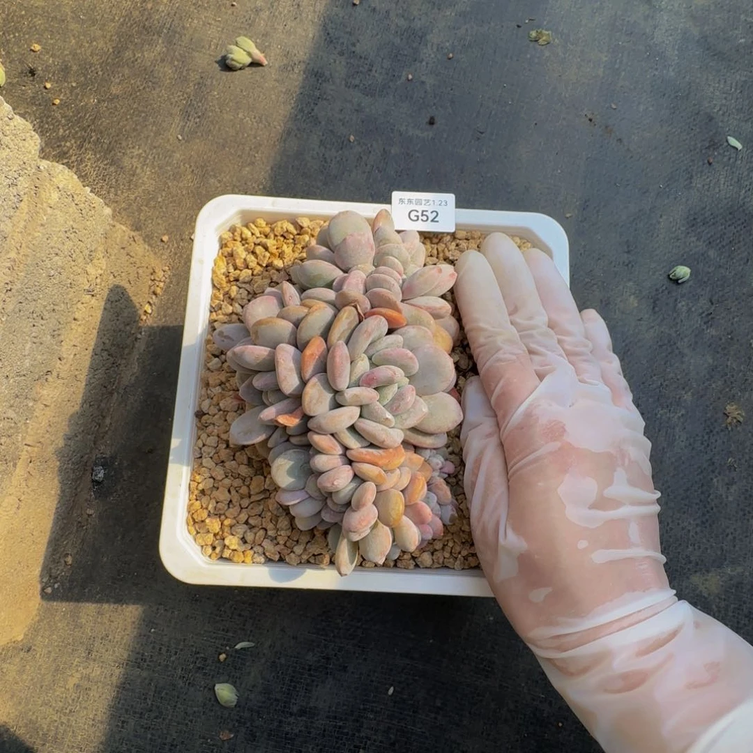 Y****?g g g g g g g g 52