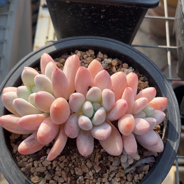 新疆包邮 香水群