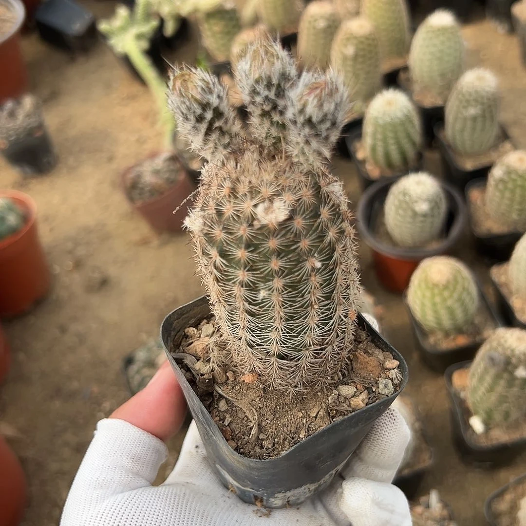 多肉植物遮墨虾开花