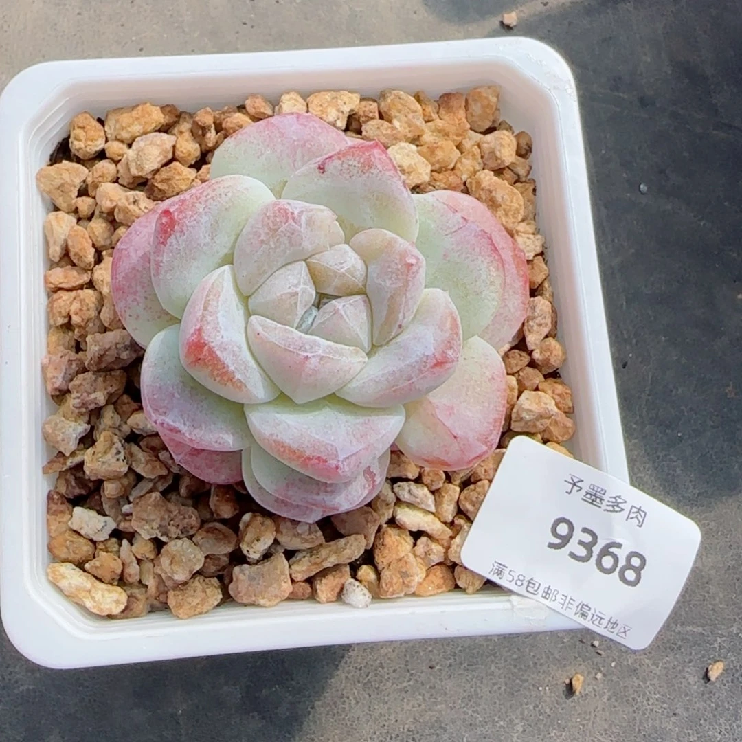 冰玉石化，9368多肉植物