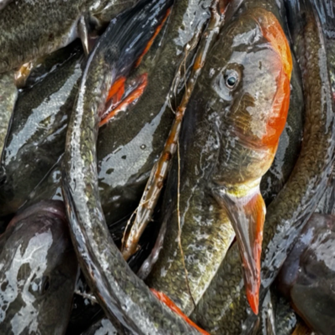 丹东大鹿岛大个头海胖头鱼、楞蹦鱼【净重4斤、远地方冷冻发货】