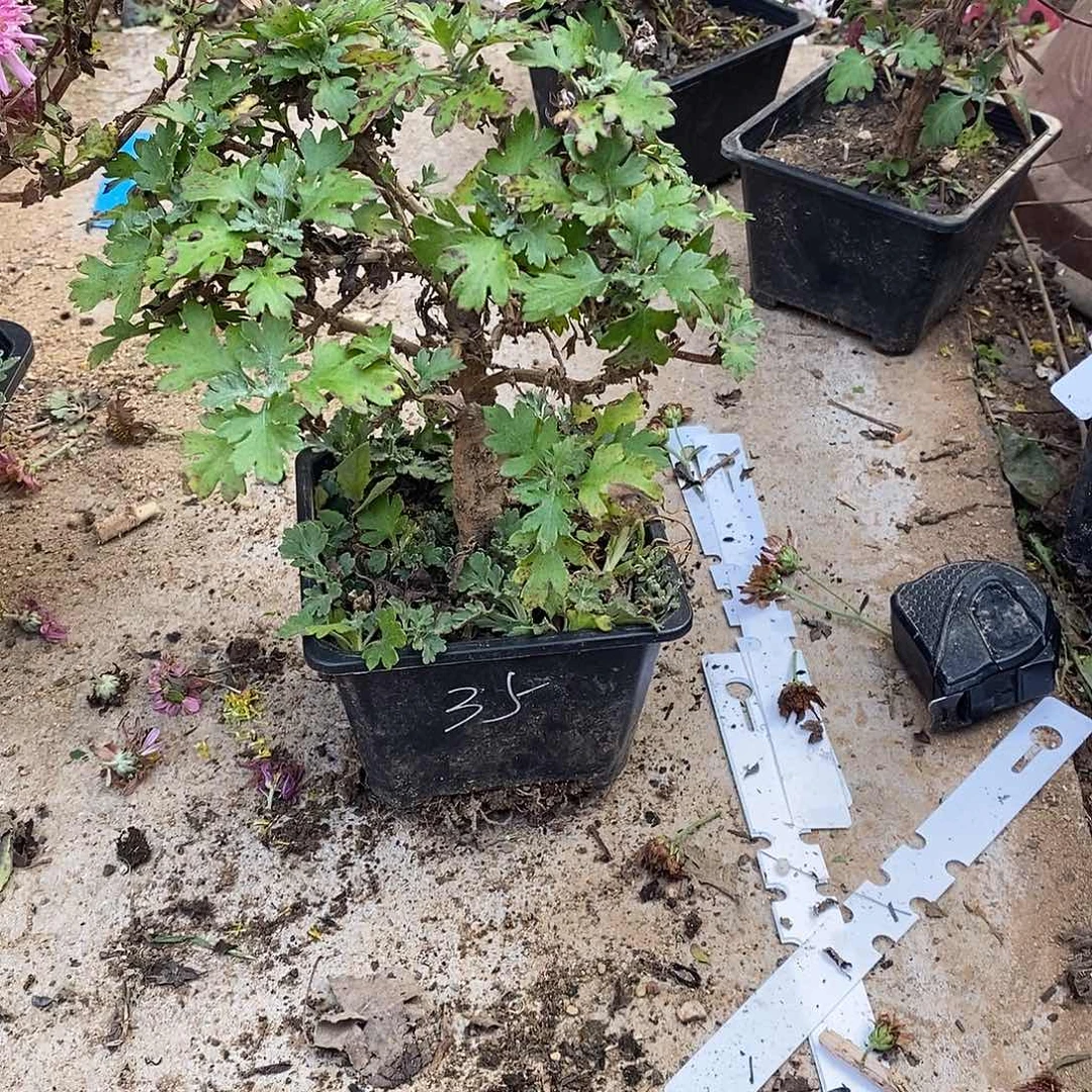 坤***凤完全开放盆景菊花