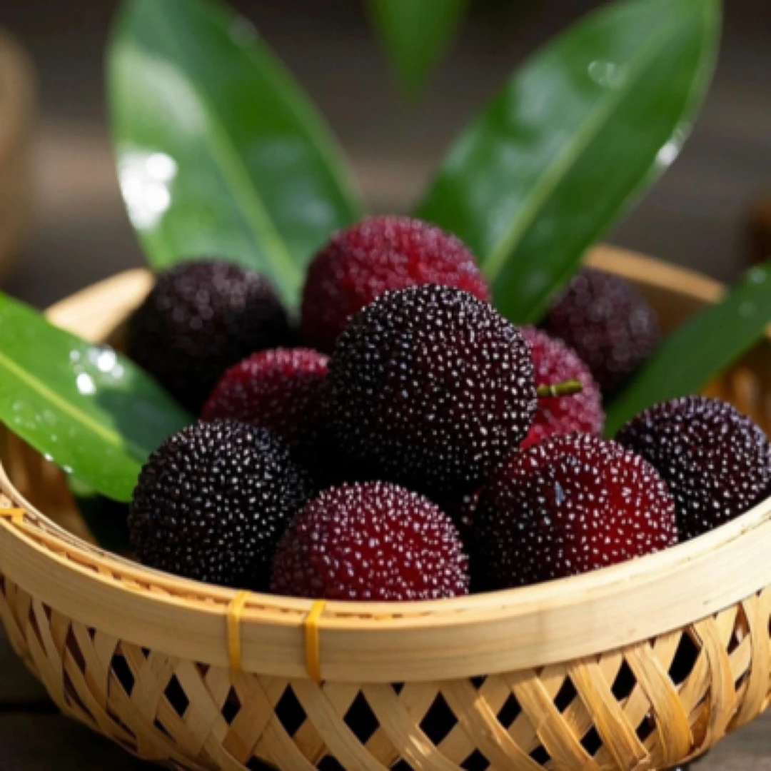 正宗东魁杨梅9A果东魁杨梅新鲜采摘当季水果