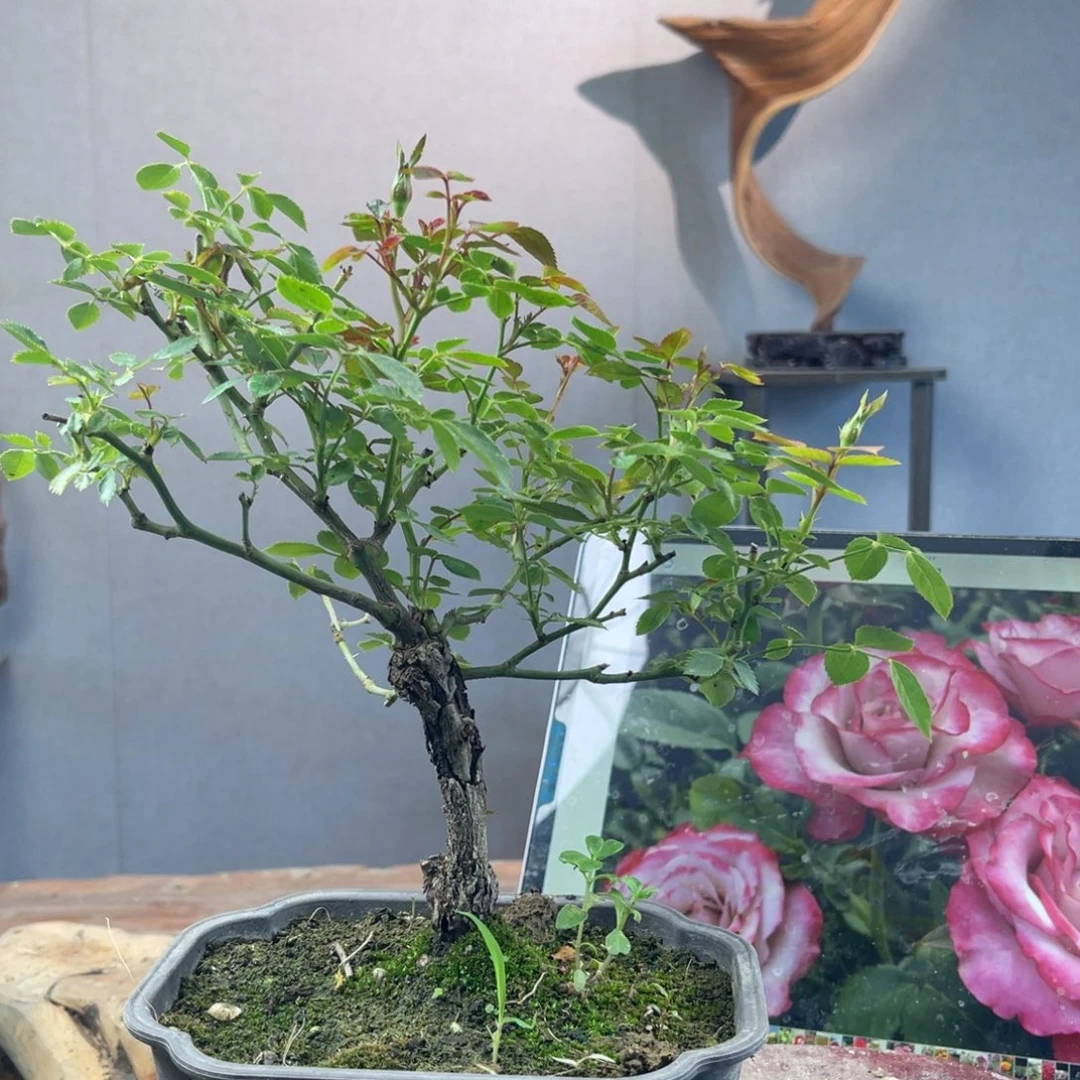 大量花朵（建议范围：8朵-15朵 或40%以上）帧*忆