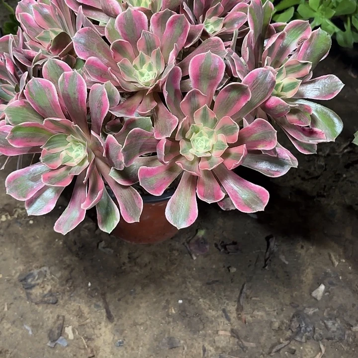 天****多肉植物法师女妖50