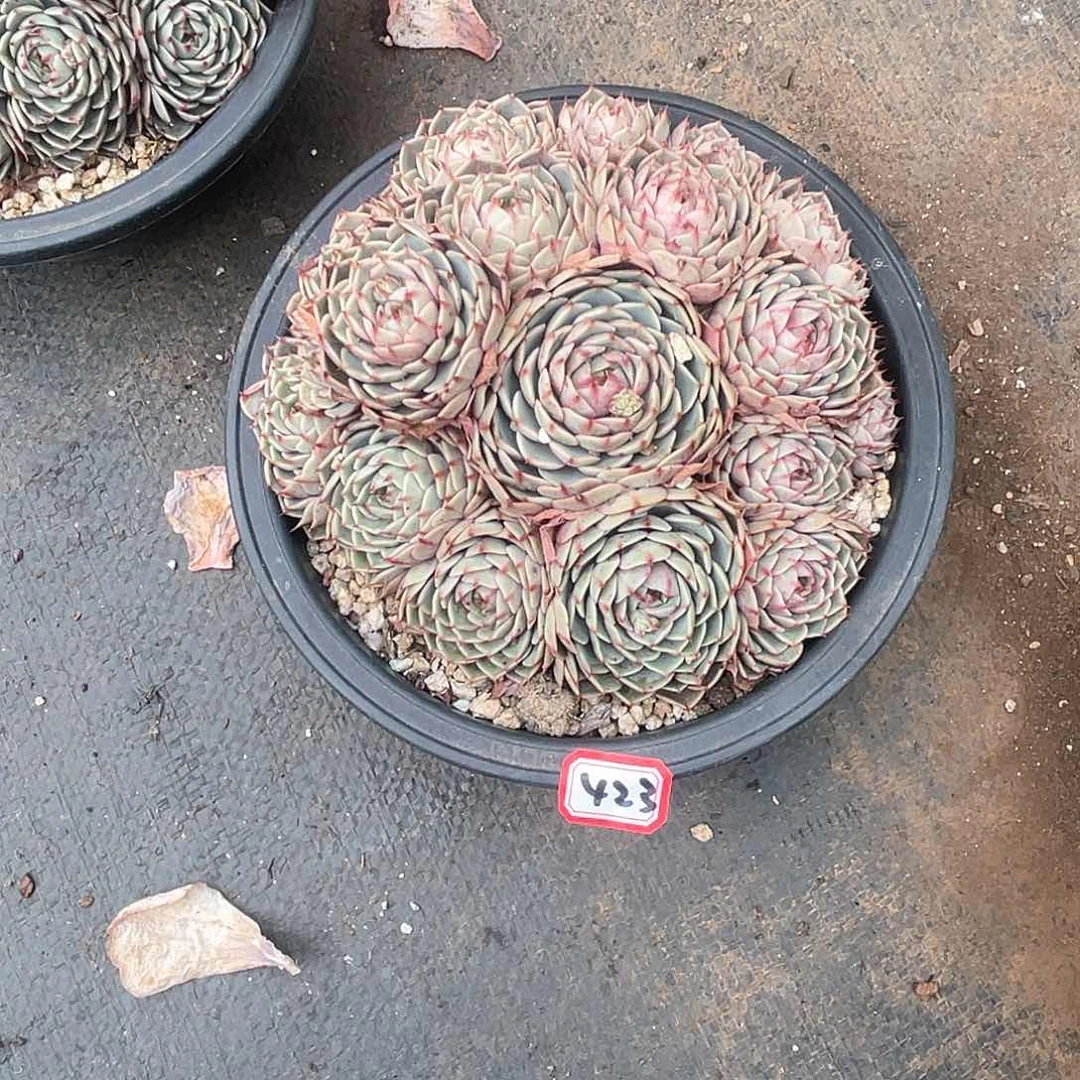 423苯巴蒂斯 一物一拍多肉