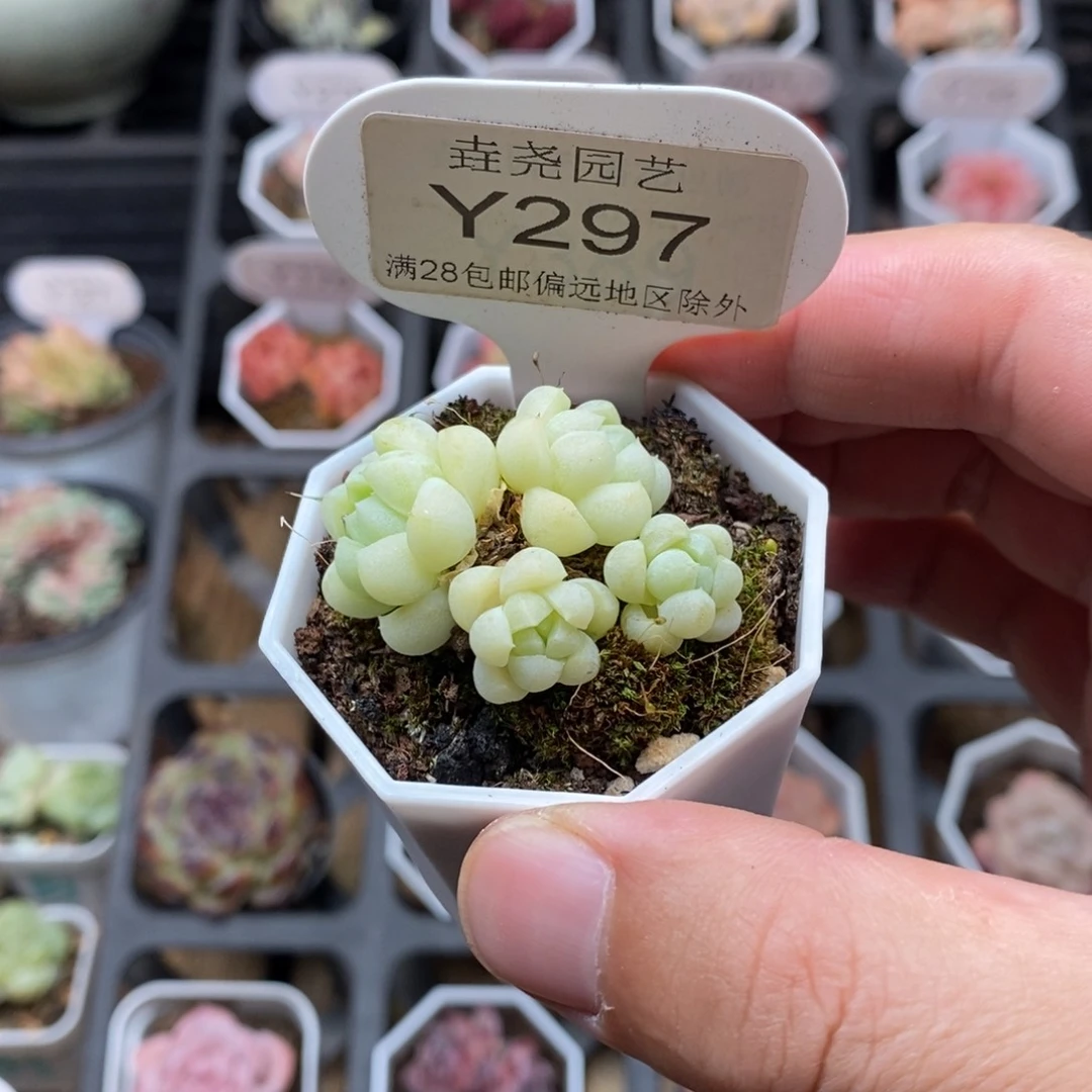0297 白月光 4cm