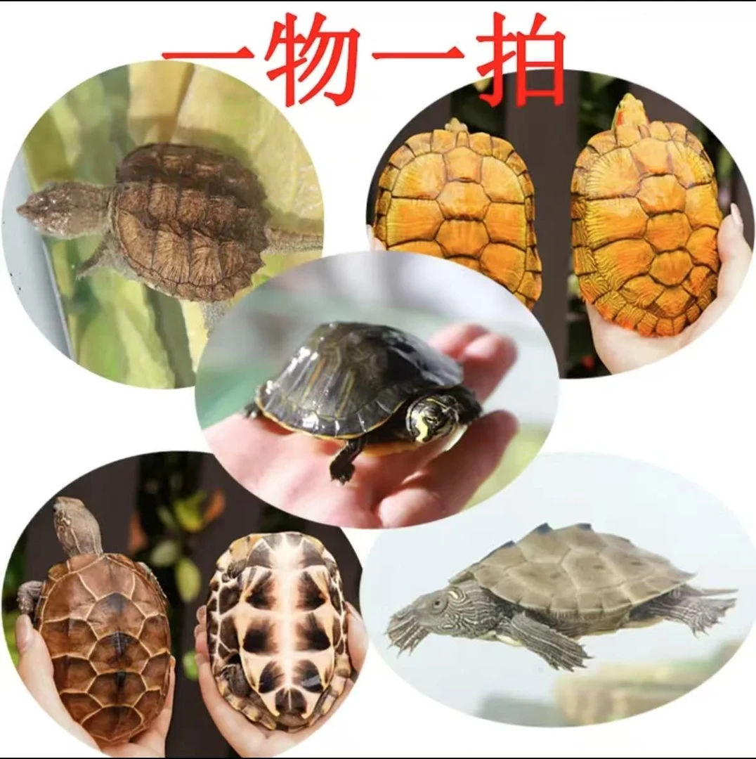 江西正宗外塘冷水母种乌龟批发鲜活甲鱼