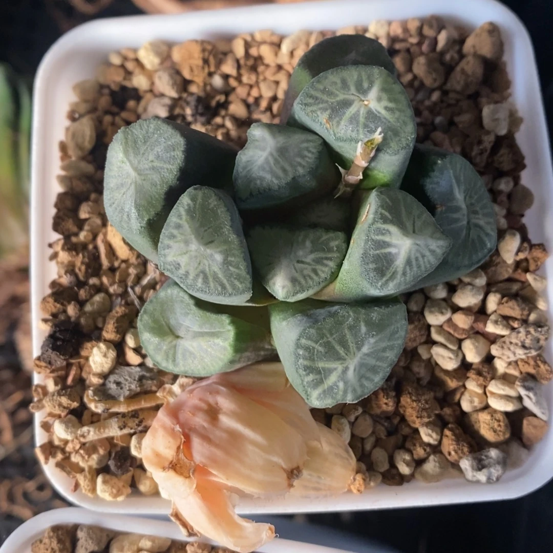 优选实生万象一颗