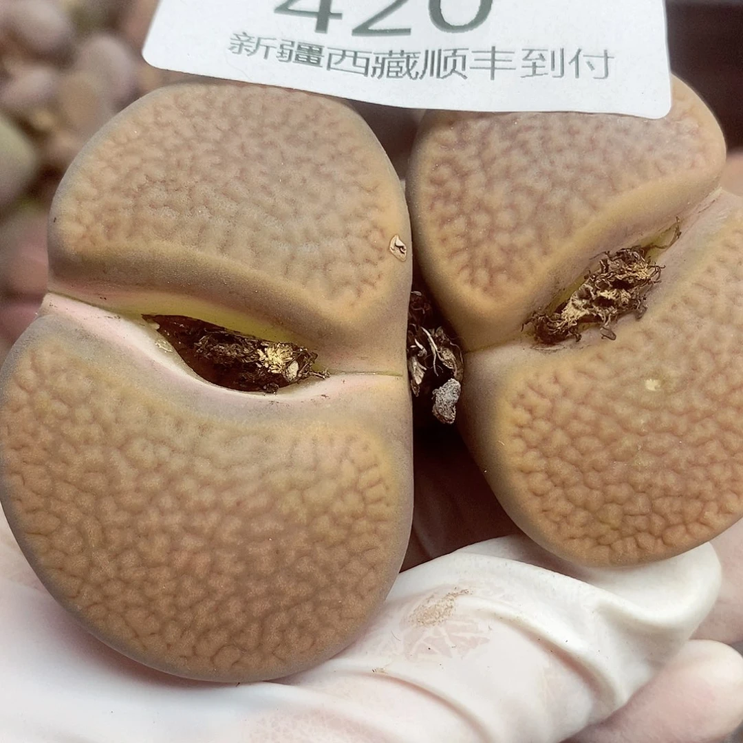 我会把钱花给他们还420