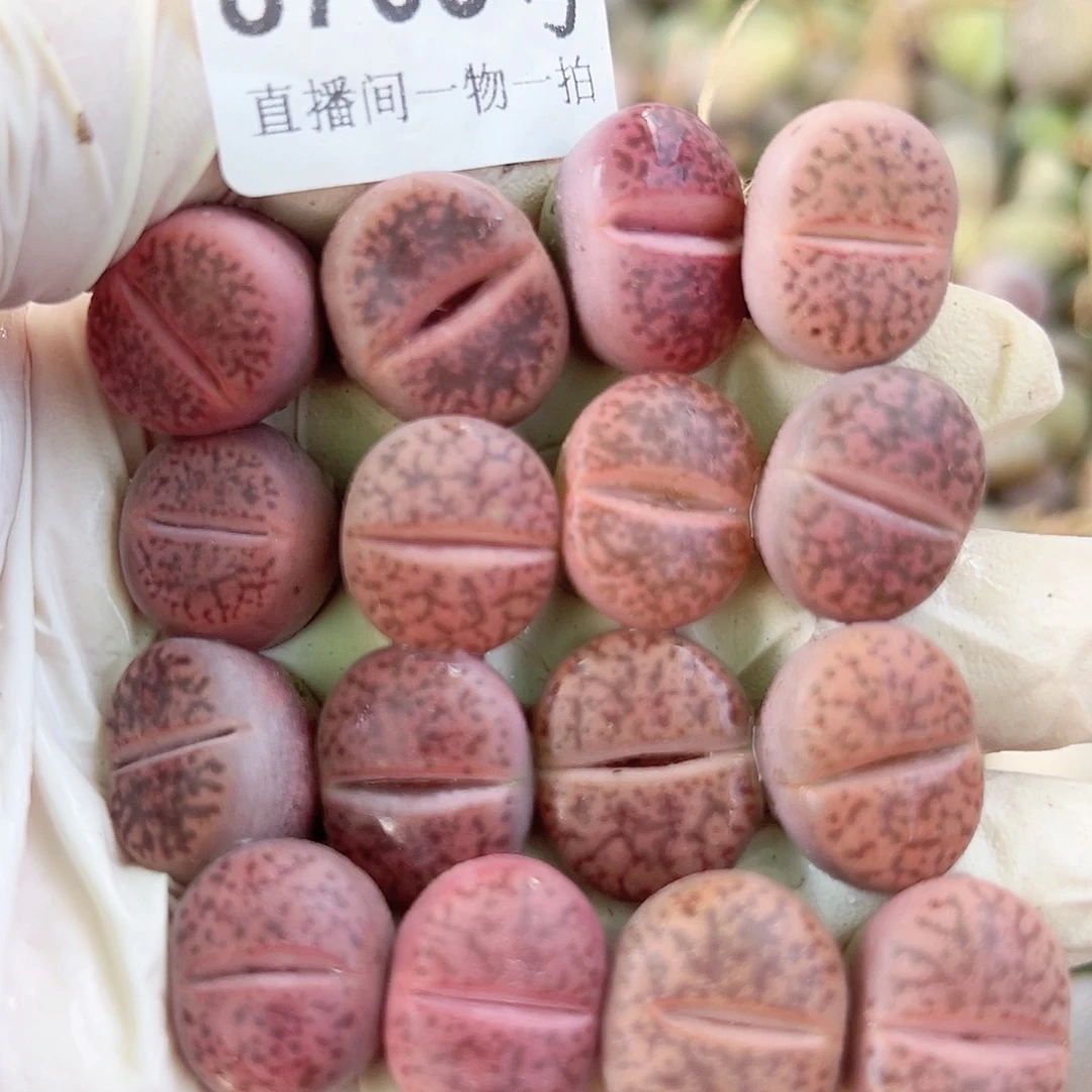 8795 好养易活生石花大母本16个1.6cm左右