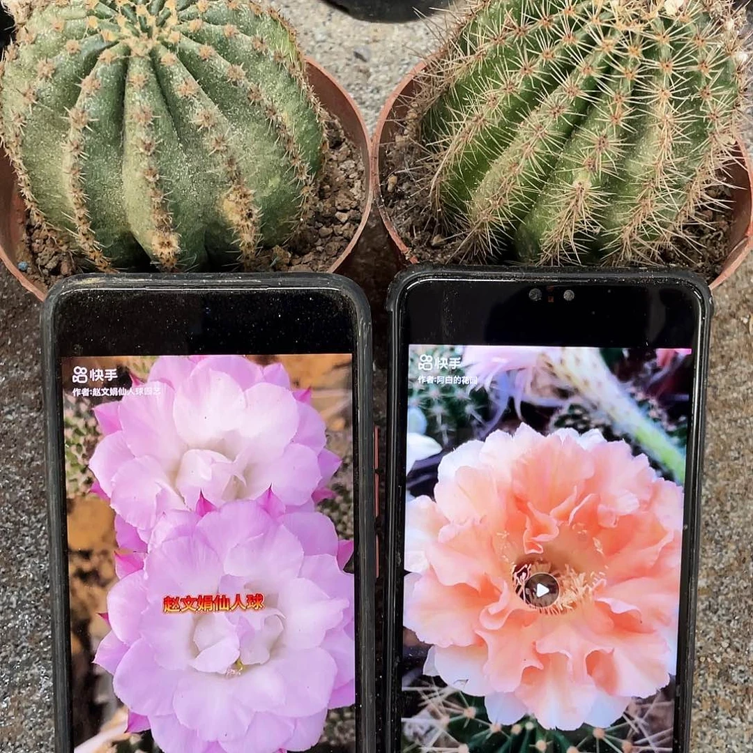 Cc259卓雅和卷卷粉自根球7公分以上