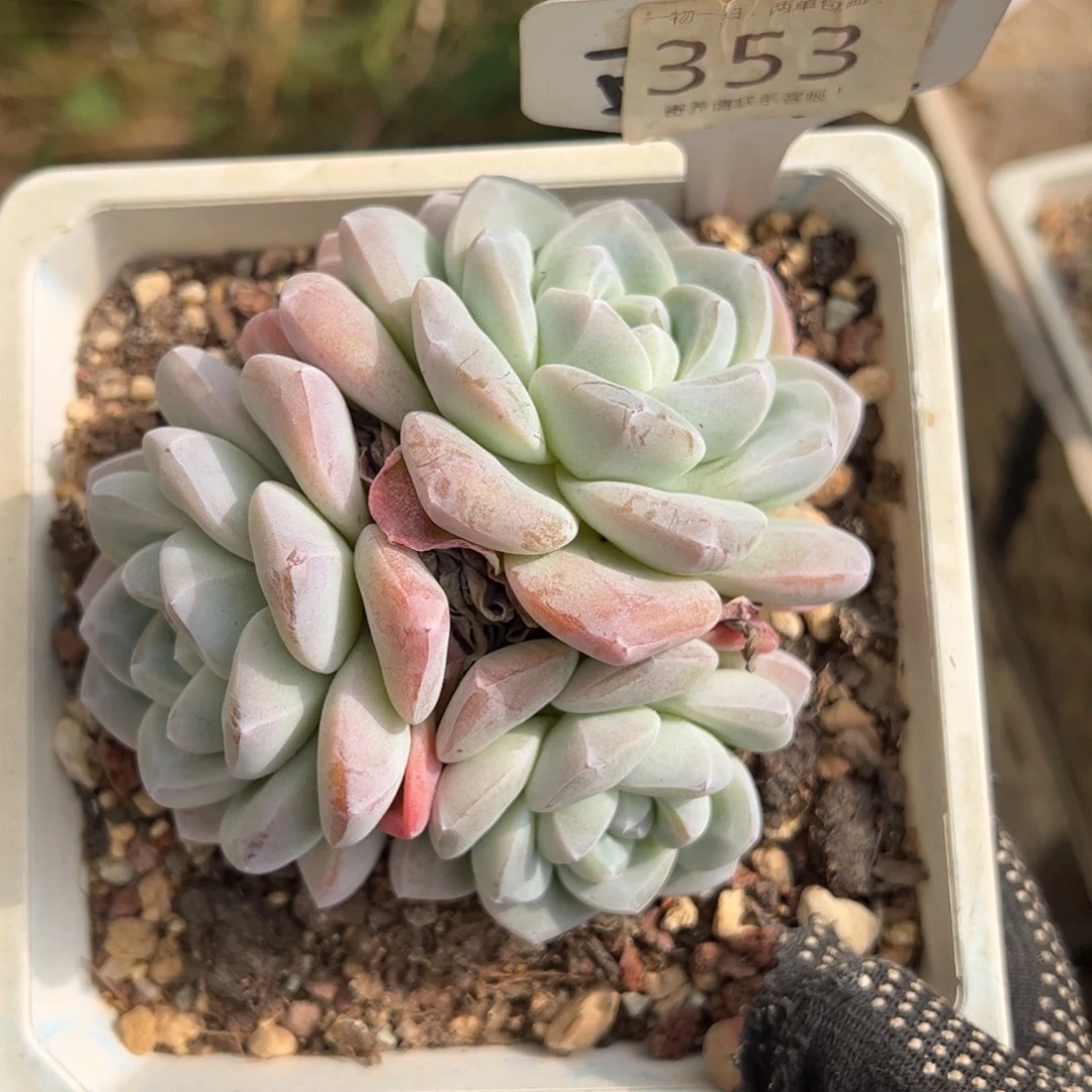 江***司353号冰玉多肉植物