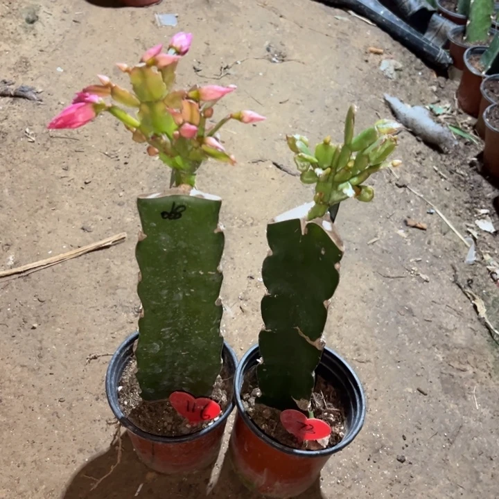 夏***风当前无花栽培后可以开花082 73  068  116