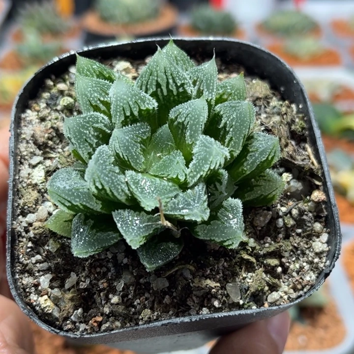 十二卷多肉白帝城