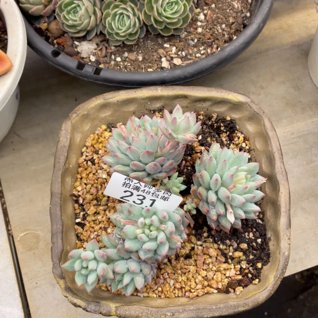 黑大帅多肉231美人