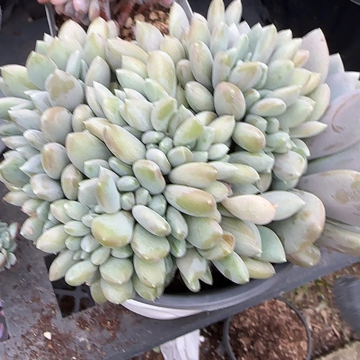 青蛙王子儿童牙膏套装。