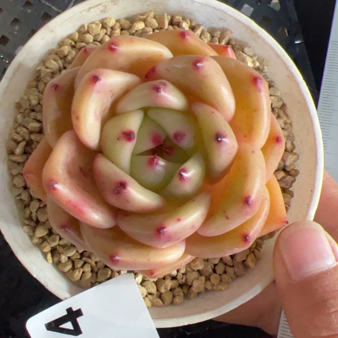 014 满38包邮一物一拍