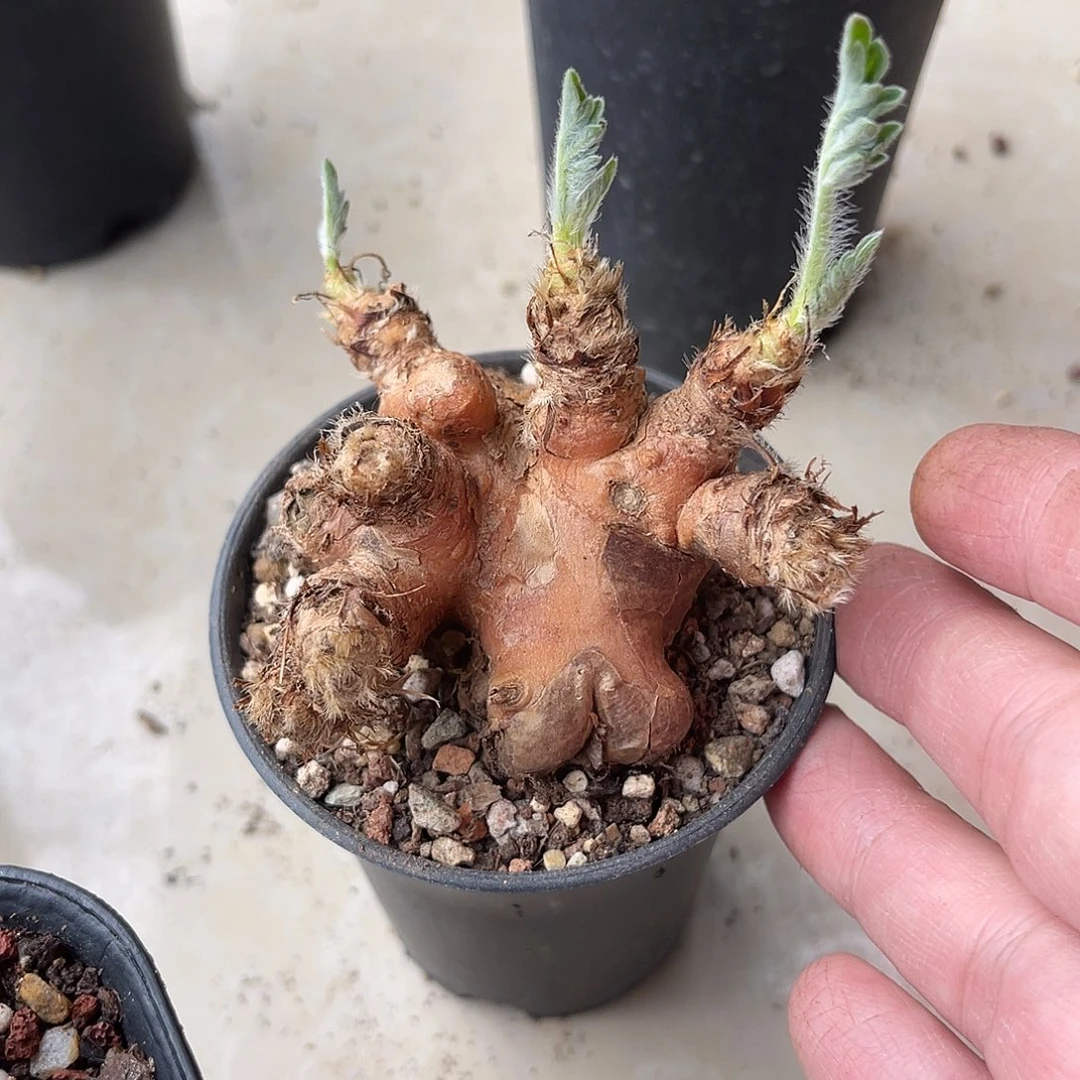 实生红花洋葵块根一物一拍