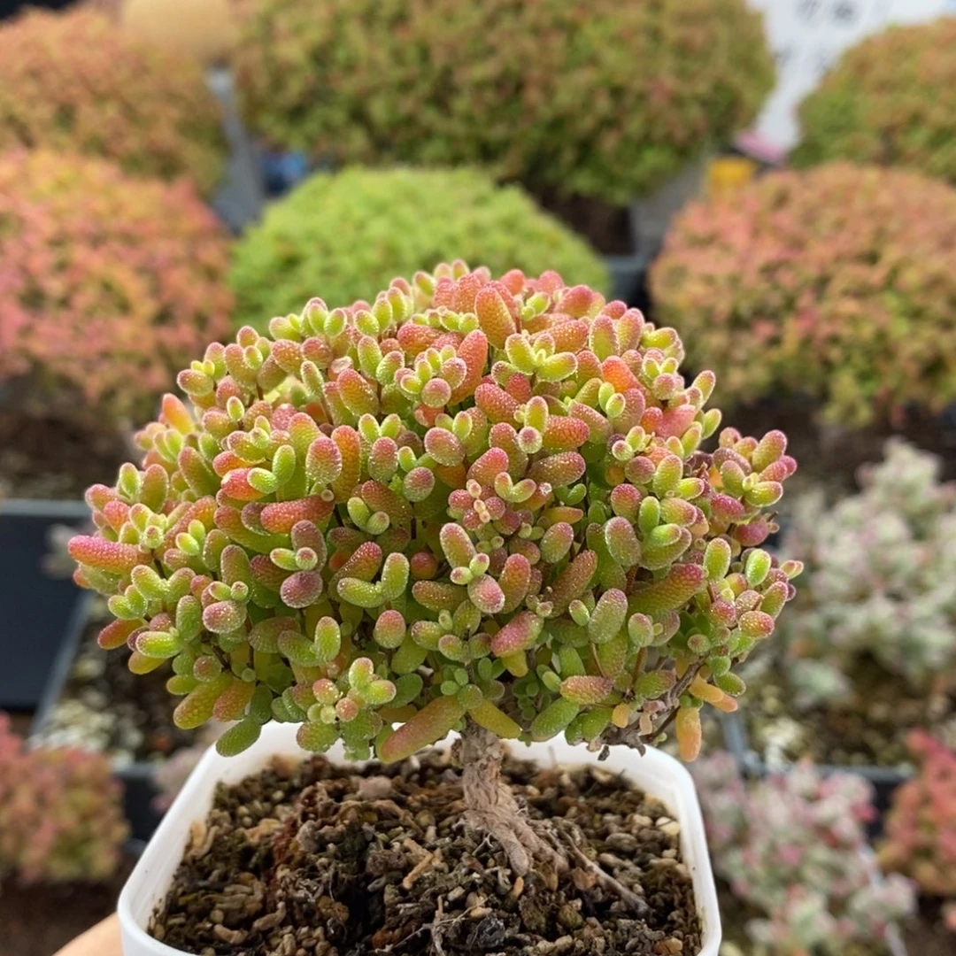 蜜橘糖球4276枝干番杏