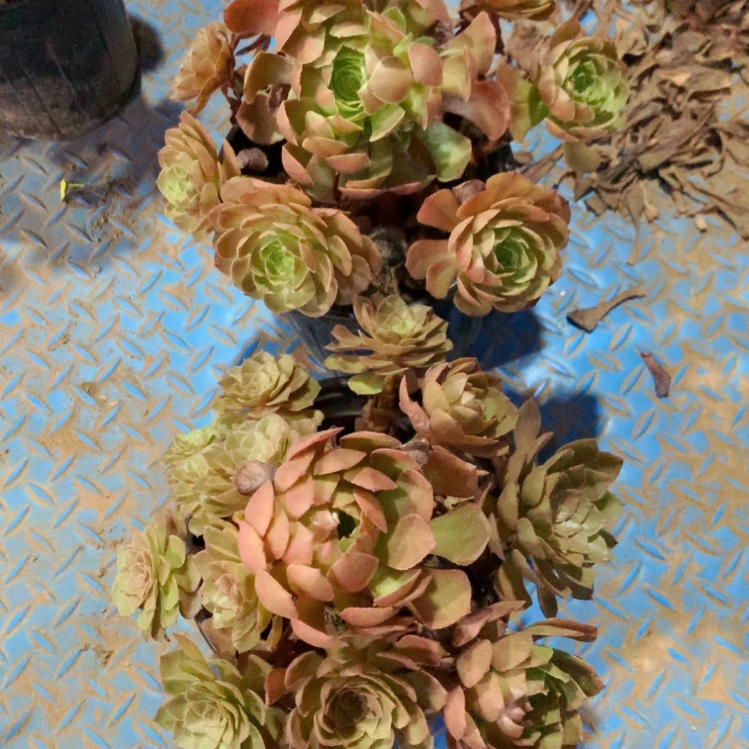 黑魔玫瑰255➕红魔玫瑰