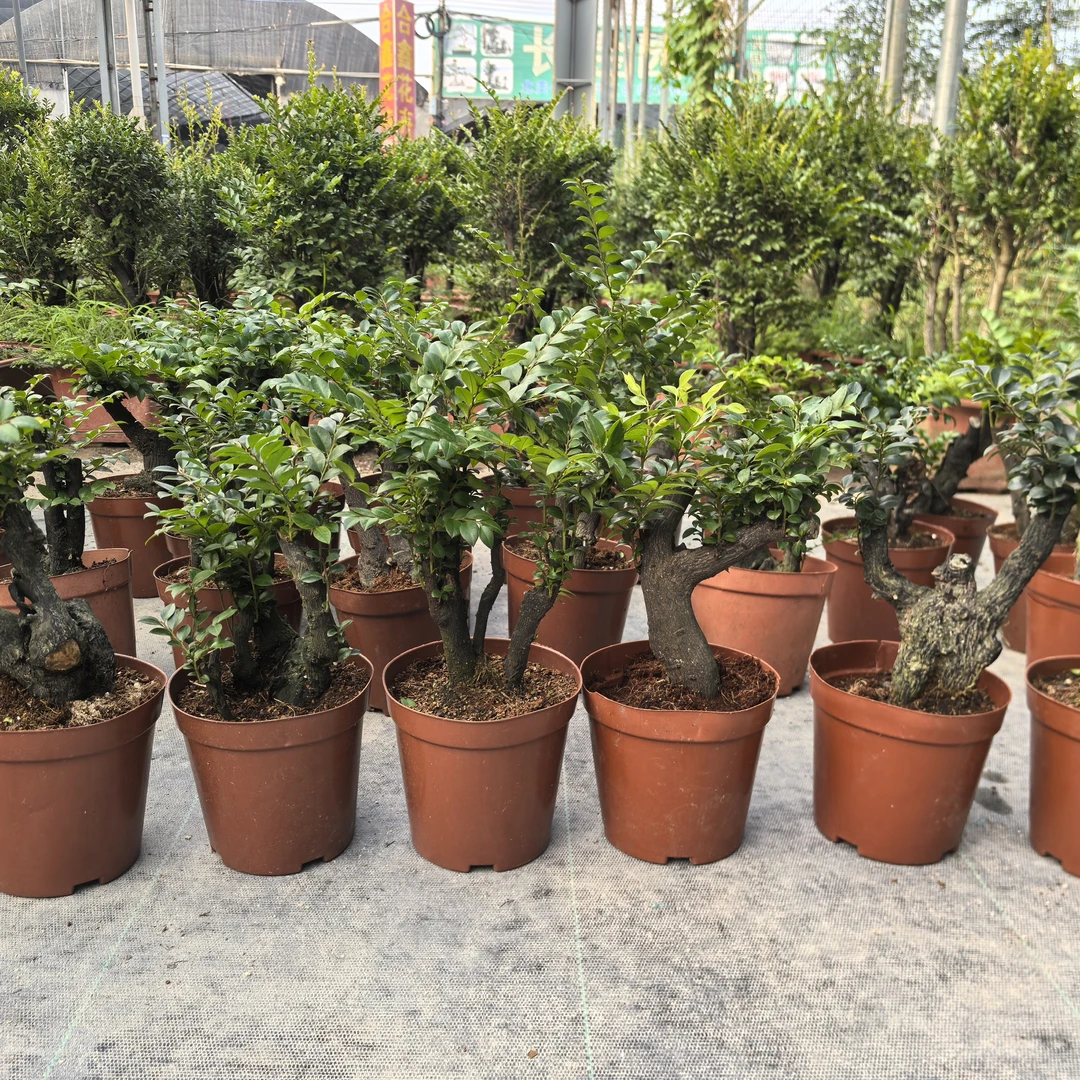 老桩粗壮小叶紫檀黑骨茶好养易活花农直批