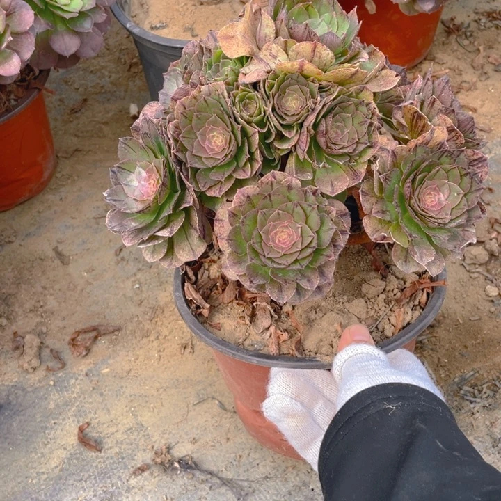 620万拉丝法师多肉断枝不售后